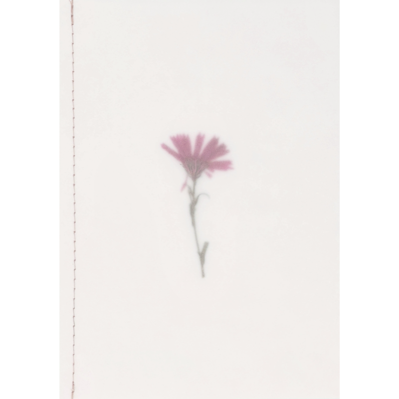 Räder - Biglietto di auguri - Fiore vero essiccato Rosa